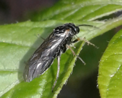 Tenthredinidae da ID